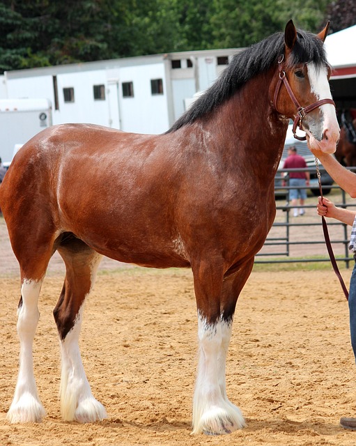 Horse, Clydesdale, Purebred
