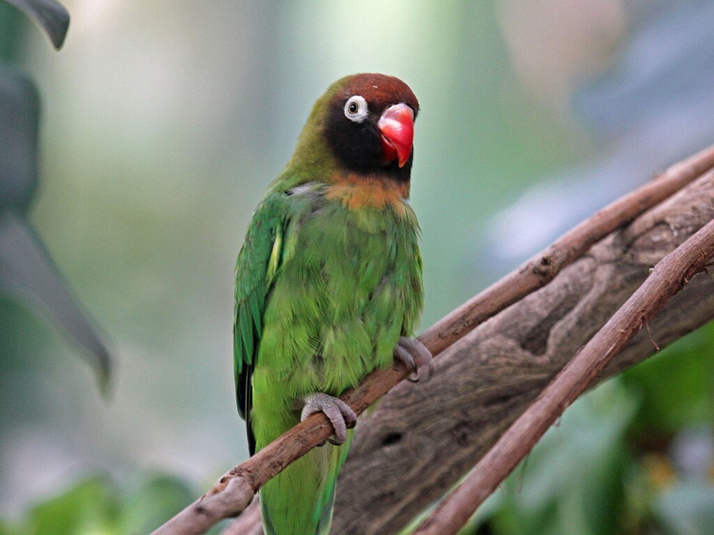 black-cheeked lovebird