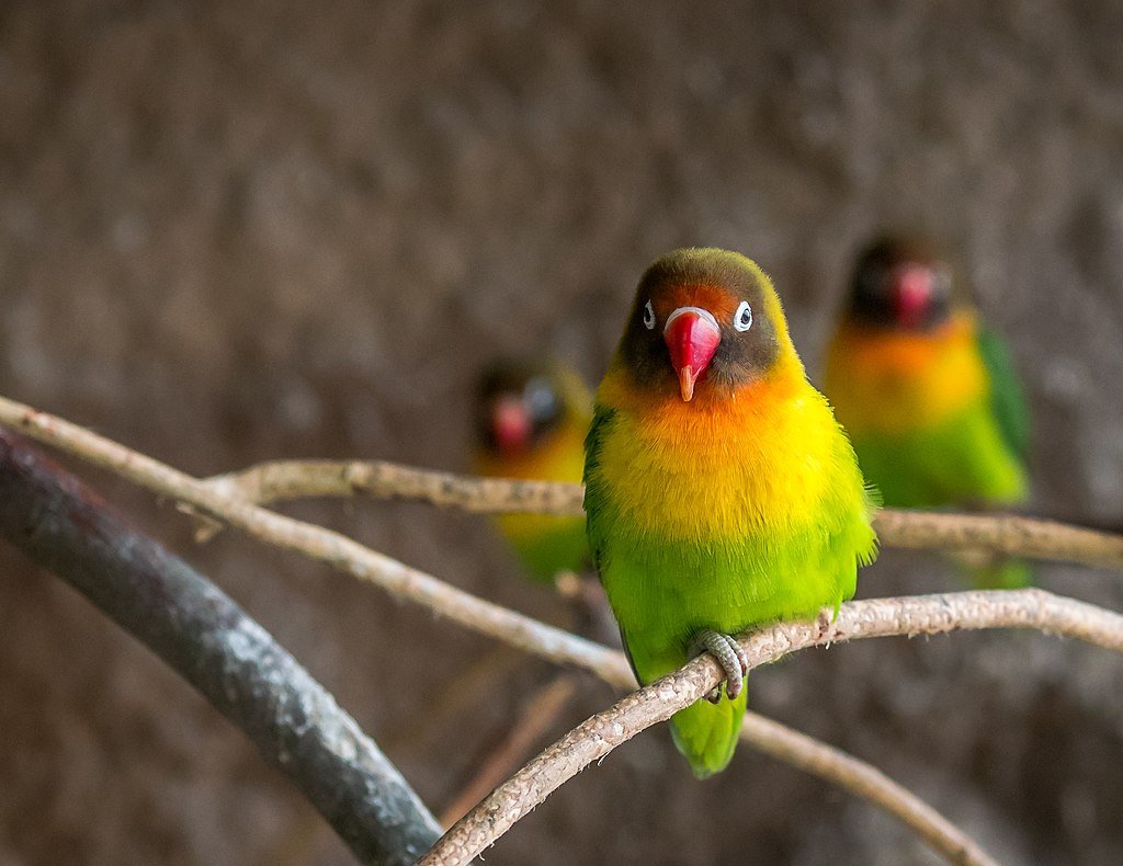 Black-cheeked Lovebirds on branches at Osnabrück Zoo