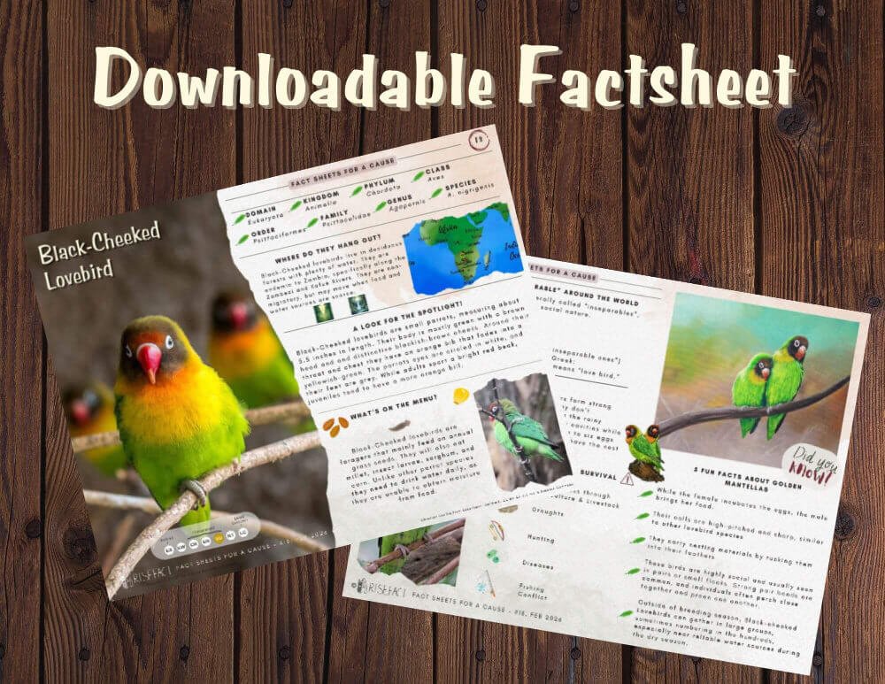 Black-Cheeked Lovebird Factsheet (3) (1) (1)