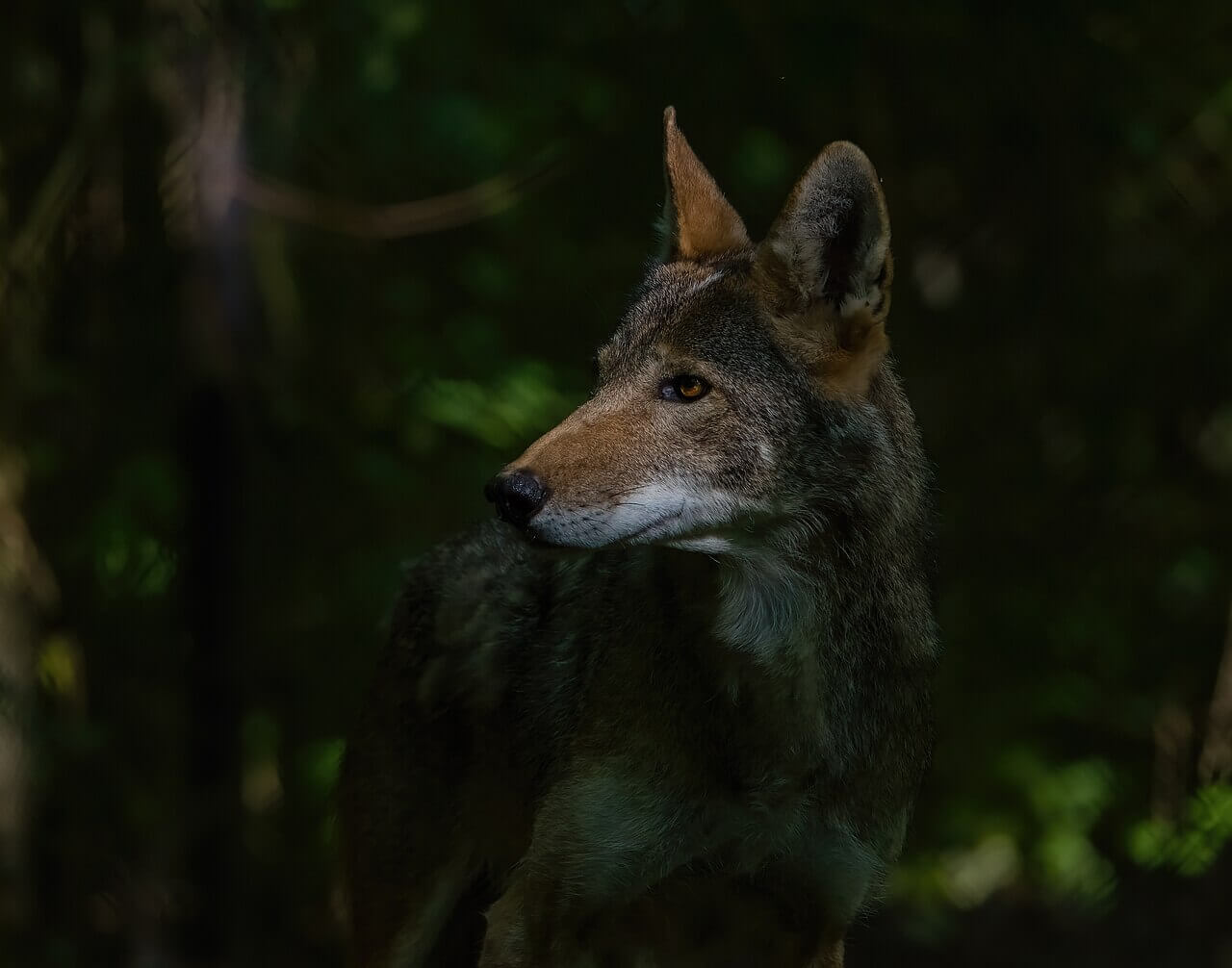 Red wolf Jasper 