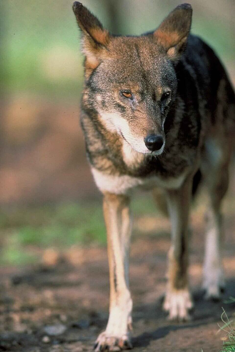 Male Red Wolf