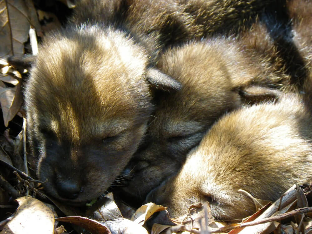 Red Wolf Pups via Wiki Commons