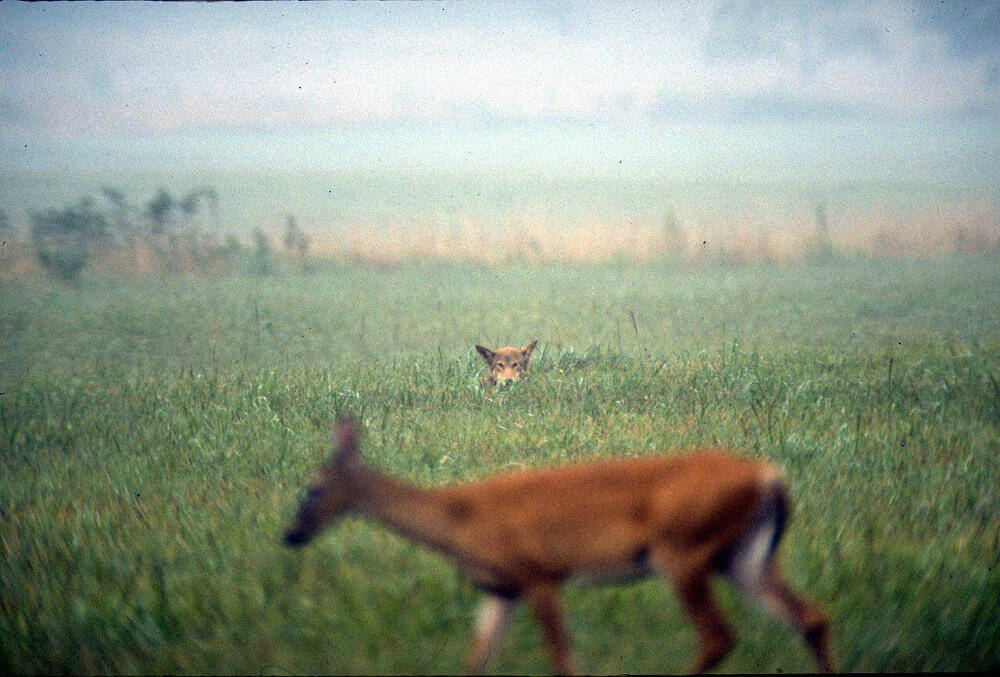 Red_wolf_watching_deer_at_Cades_Cove 