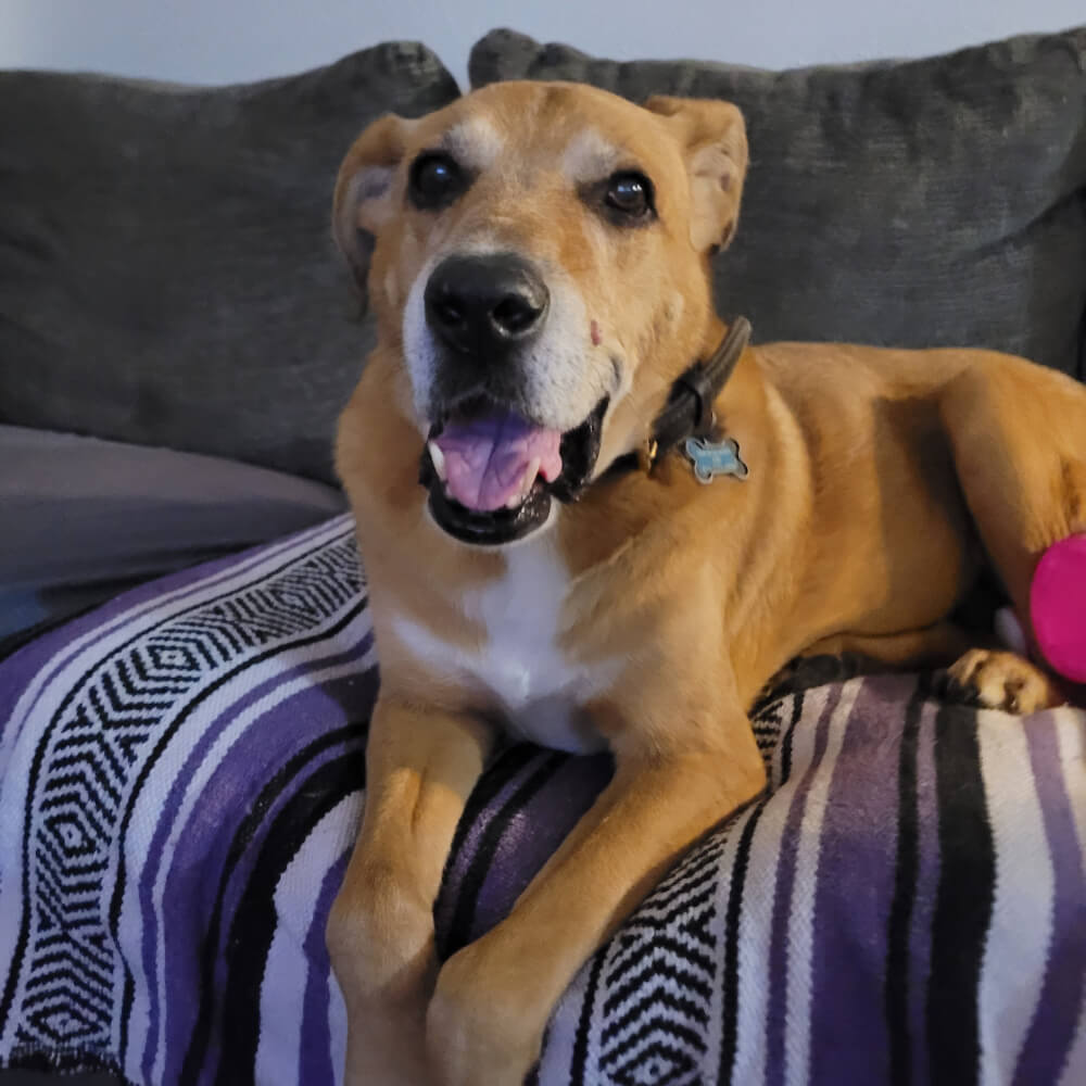 Picture of Bonsai. how losing a pet changes you