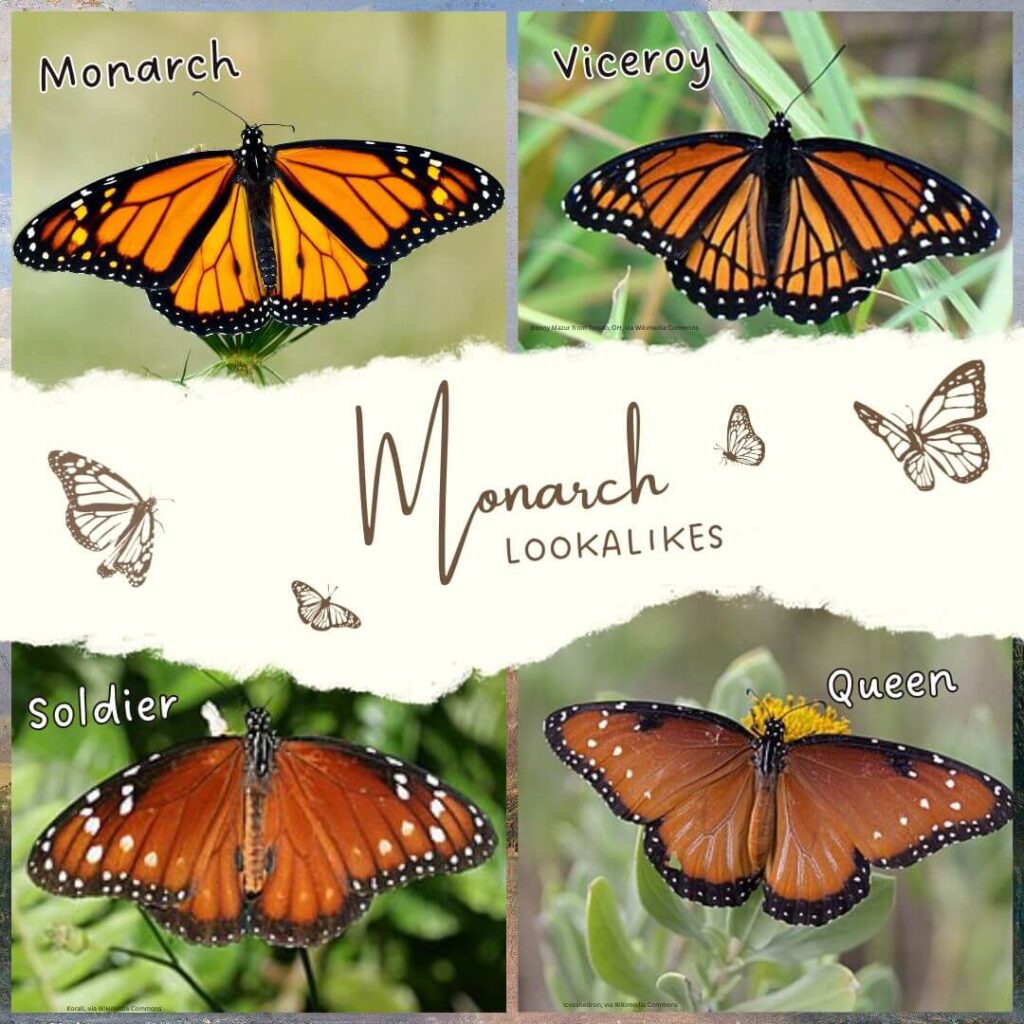 Monarch Lookalikes. Monarch, Viceroy, Soldier, Queen