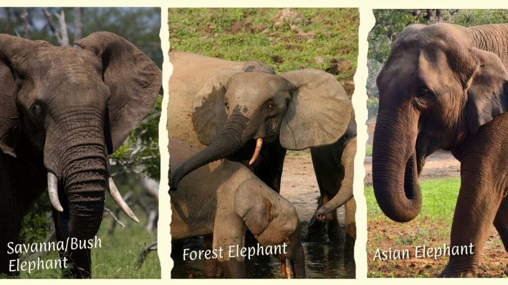 Photos of the Savanna, forest, and asian elephant
