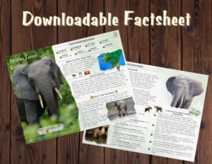 African Forest Elephant Factsheet (3) (1) Downloadable factsheet of the African forest elephant