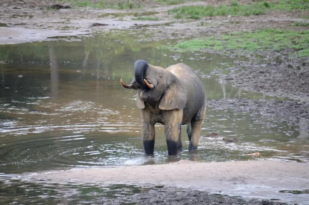 A forest elephant drinking water with its trunk