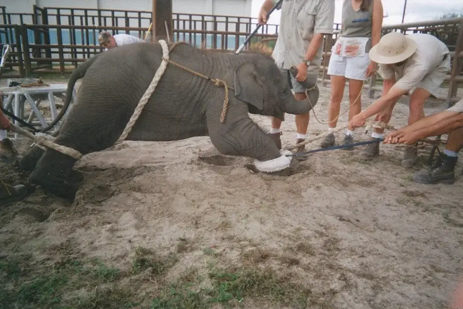 Photograph taken by former Ringling Bros. and Barnum & Bailey Circus trainer Sam Haddock, given to PETA and used in protests against that circus on 15 July 2010.