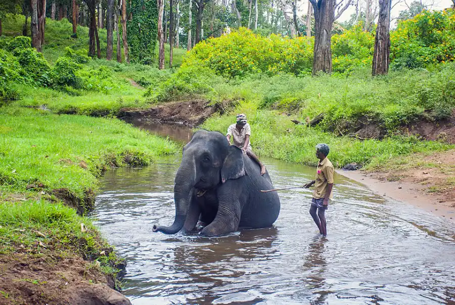 Elephant Bathing, Kozhikamuthi Elephant Camp