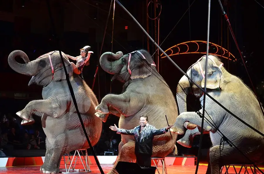 The Hanneford Elephants perform at the Royal Hanneford Circus. At the Westchester County Civic Center in Westchester, New York, February 16, 2013.