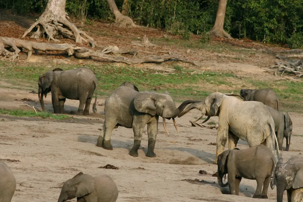 A group of forest elephants socializing at a bai.