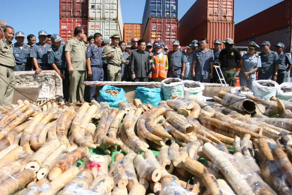 A pile of ivory tusks taken by the Cambodian Customs department.