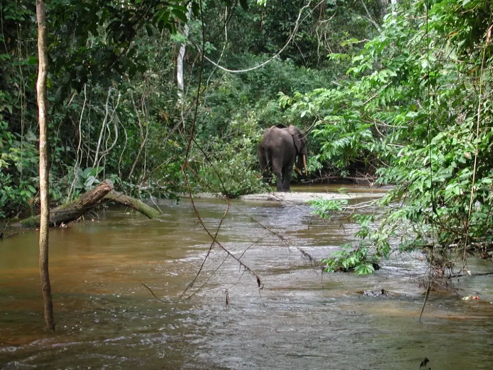 Forest elephant walking past a river.